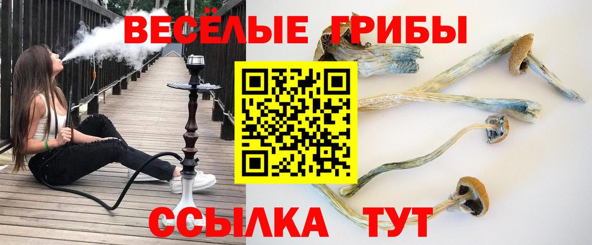 Кингисепп  Псилоцибиновые грибы Psilocybe  Псилоцибиновые грибы Psilocybe  Вход с VPN 